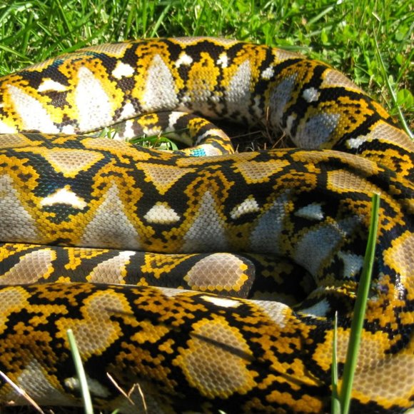 Mark Joseph Ladies Genuine Leather Loafer w/an Unusual Python Print - Picture 4 of 17